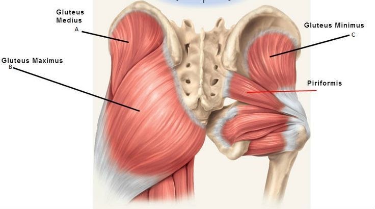 Gluteal Muscle Activation During Common Yoga Poses